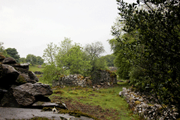 Dewisbren Uchaf, cartref Dorti Owen, Crynwraig amlwg